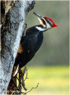 This view shows the red whisker or malar streak  on the male.
