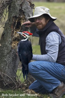 Male Pileated Woodpecker working a dying gray birch tree for black ants.