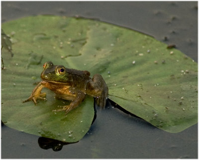 Green Frog on Lily Pad, Bald Eagle State Park, PA