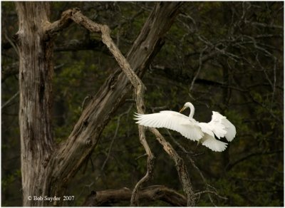 Great Egret, Julian Wetlands
