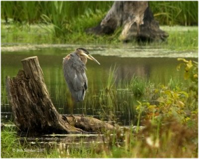 Great Blue Heron, Julian Wetlands