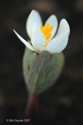 Bloodroot flower