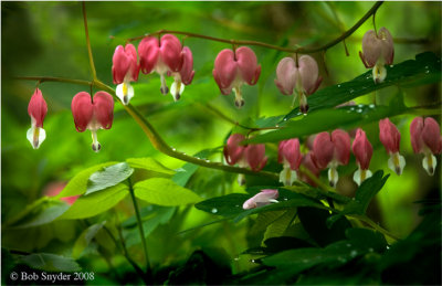 Bleeding Hearts and sunlight patches