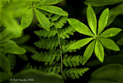 Wood Fern and Woodruff