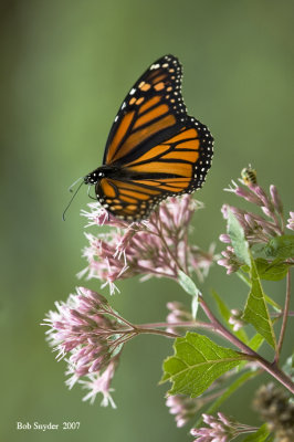 Monarch on Joe-Pye-Weed