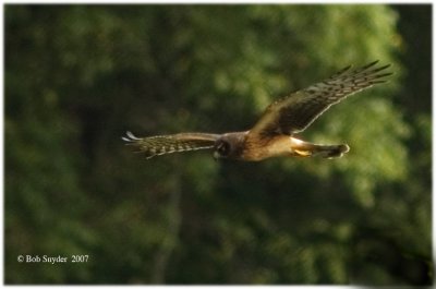 Northern Harrier hunting over Julian marsh, Julian, PA