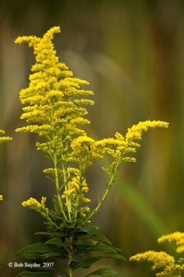 Goldenrod, Bald Eagle State Park, PA