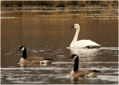 Tundra Swan and Canada Geese, Curtin Wetland, Curtin, PA