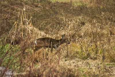 Whitetail Deer, Millbrook Marsh, State College, PA