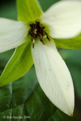 Wake-robin Trillium