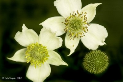 Thimbleweed along a forest road