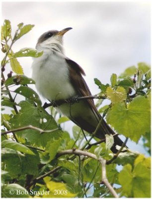 Yellow-billed Cuckoo in the top of a tree.