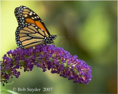 Monarch on butterfly bush flowers