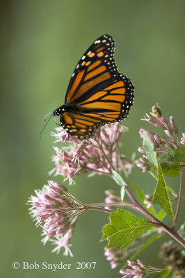 Monarch on Joe-Pye-Weed flowers