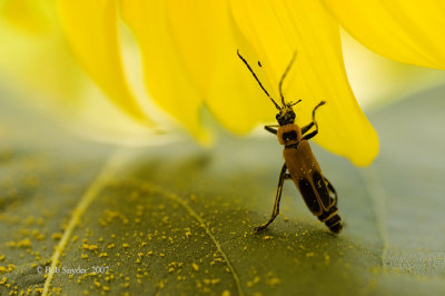 Soldier Beetle on sunflower