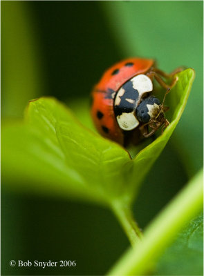 Macro Insect Photography: some Old Favorites made with the Nikon D70s: in the beginning of my transition.....
