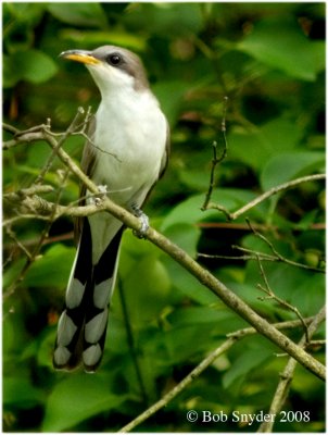 Yellow-billed Cuckoo: portrait pose!