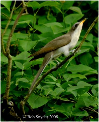 A classic Audubon pose on a branch.