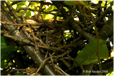 Bottom view of cuckoo nest