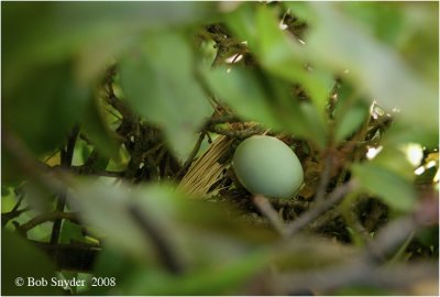 Egg of the Yellow-billed Cuckoo