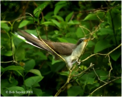 Cuckoo trying a smaller twig: lilac twigs don't snap easily!