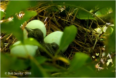Newly hatched chick and three eggs.