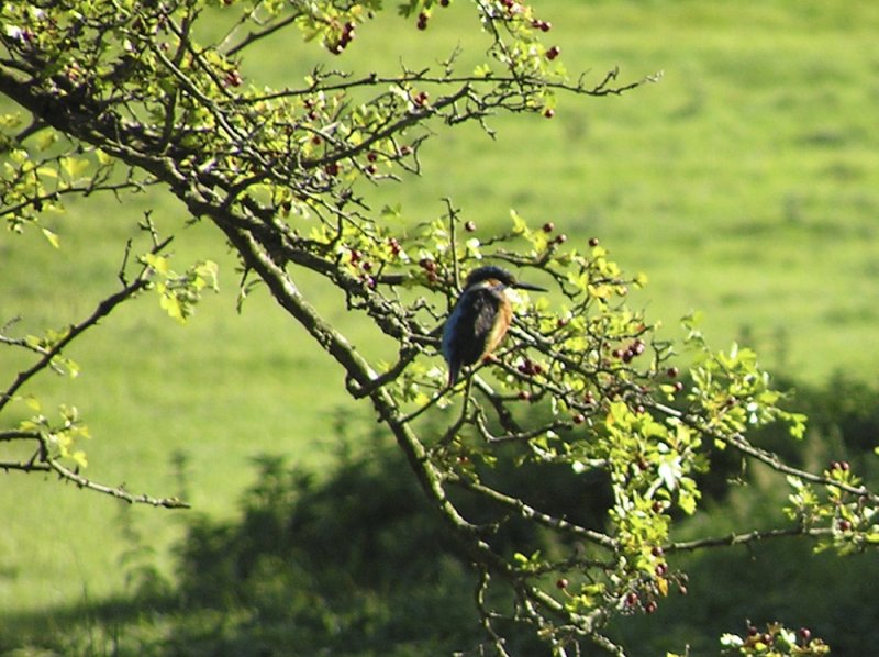 Kingfisher