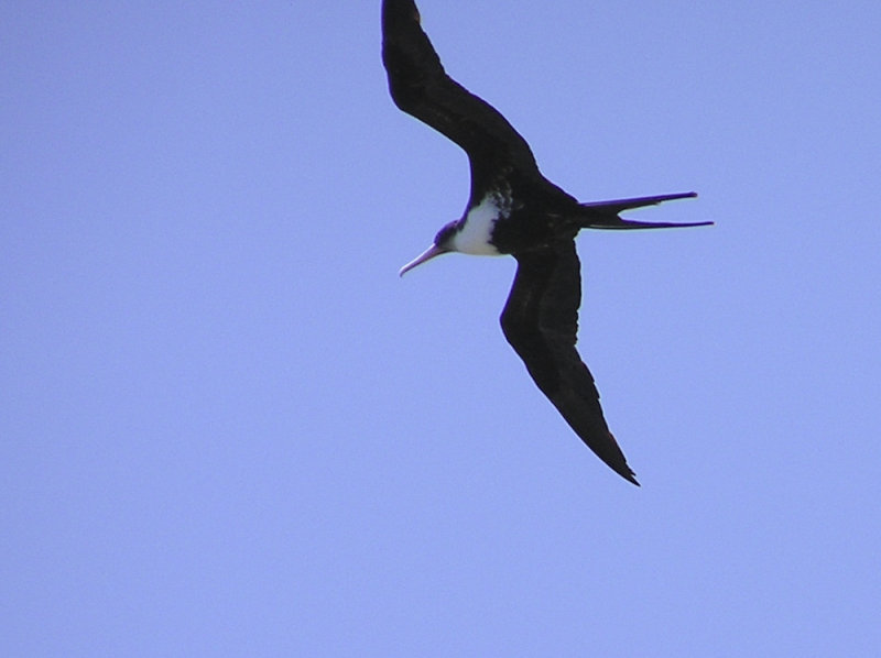 Great Frigatebird