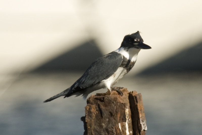 Belted Kingfisher (male)