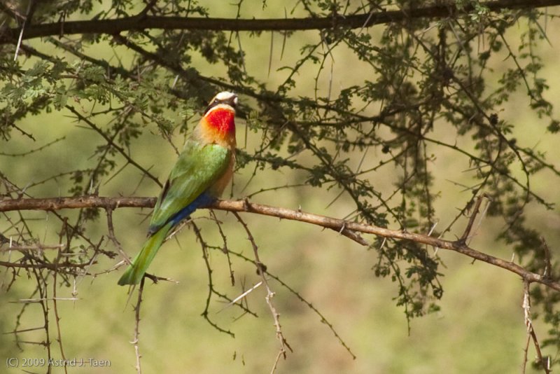 White Fronted Bee Eater