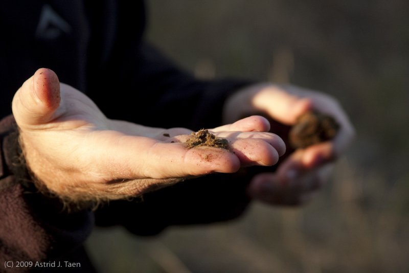 Cape Buffalo Dung