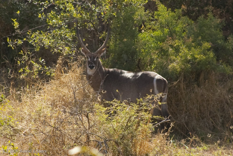 Waterbuck