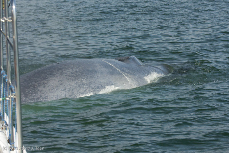 Blue Whale Up Close