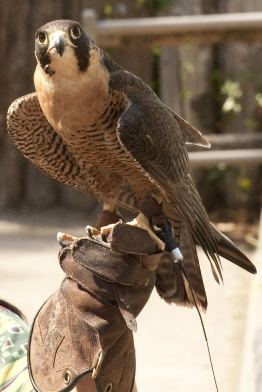 Peregrine Falcon