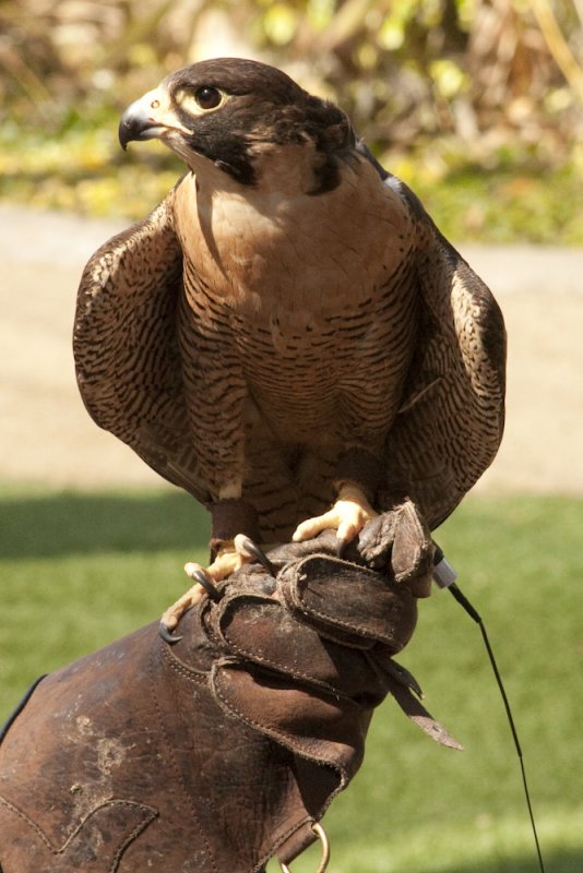 Peregrine Falcon