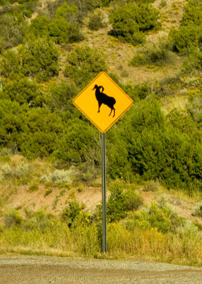 Mountain Goat Crossing