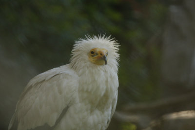 Bad Hair Day