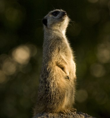 Meerkat