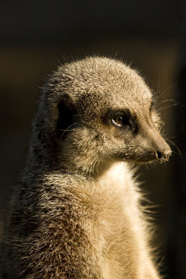 Meerkat