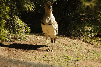 African Birds