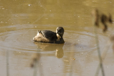 Grebes