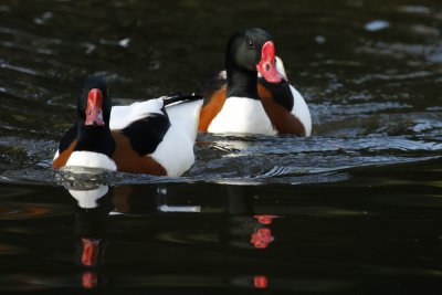 Common Shelducks