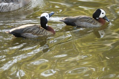 White-faced Whistling Duck