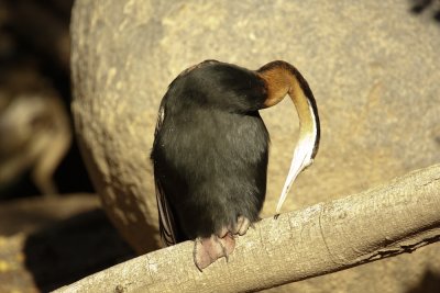 Anhinga