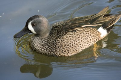 Blue-winged Teal