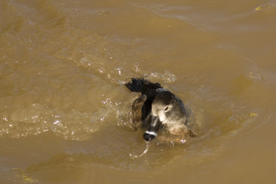 Ring-necked Duck (female)