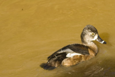 Ring-necked Duck (female)