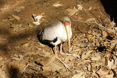 Yellow-Billed Stork