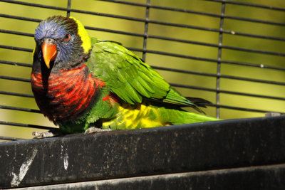 Lorikeet