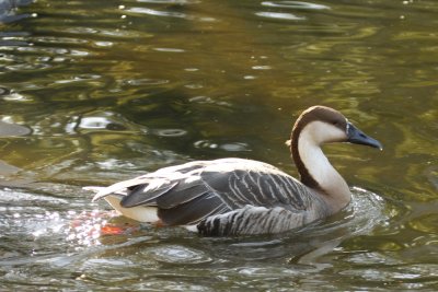 Swan Goose